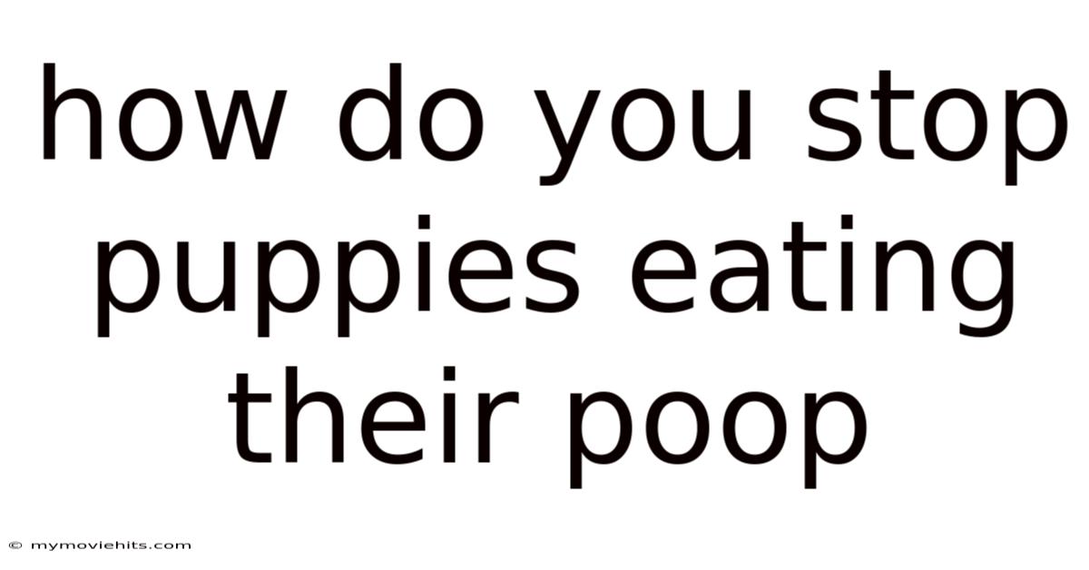 How Do You Stop Puppies Eating Their Poop