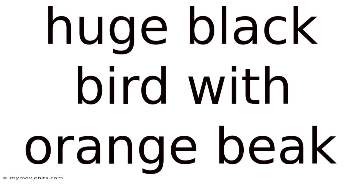 Huge Black Bird With Orange Beak