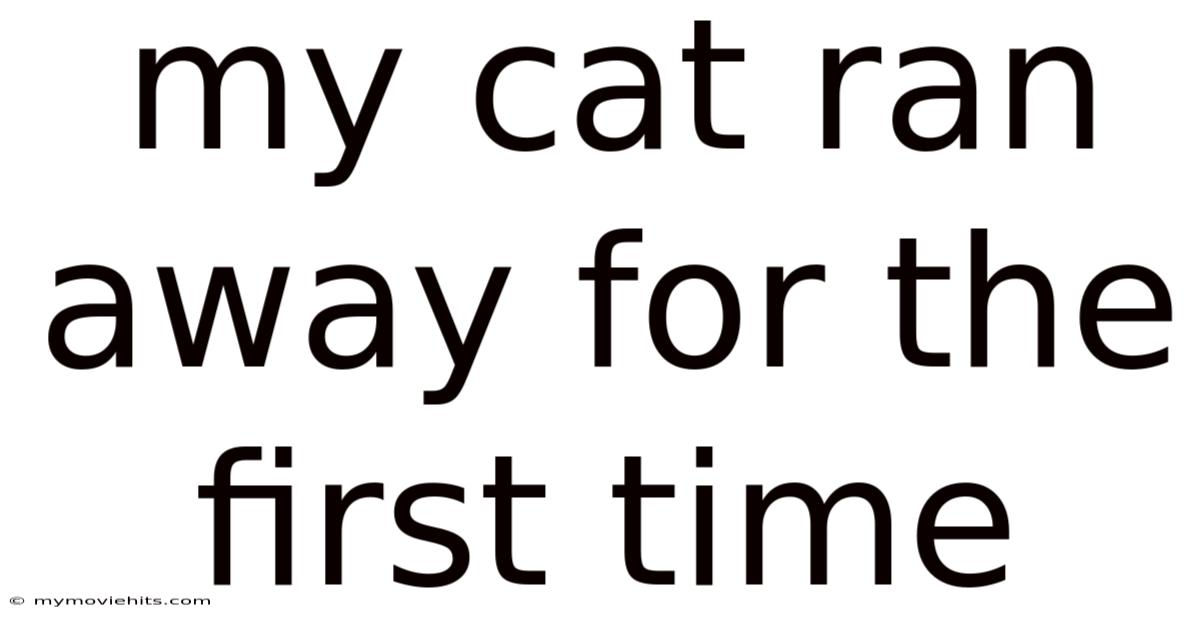 My Cat Ran Away For The First Time
