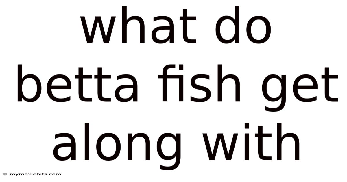 What Do Betta Fish Get Along With