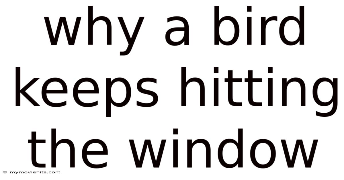Why A Bird Keeps Hitting The Window