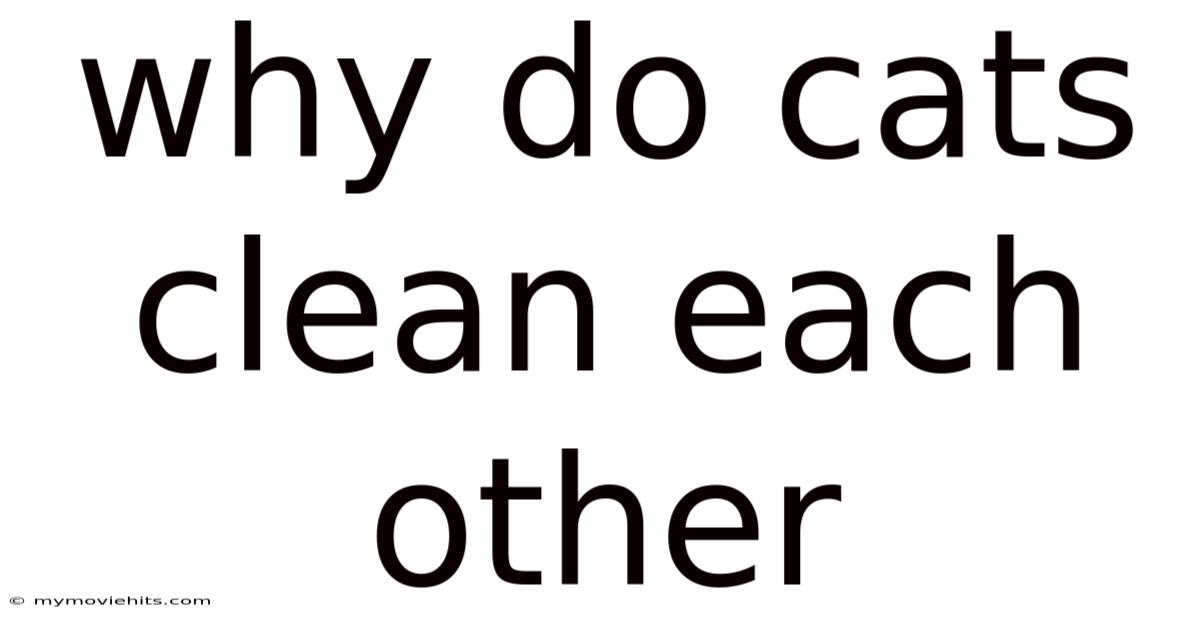 Why Do Cats Clean Each Other